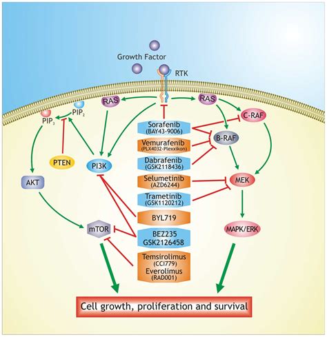 targeted therapy for melanoma skin cancer